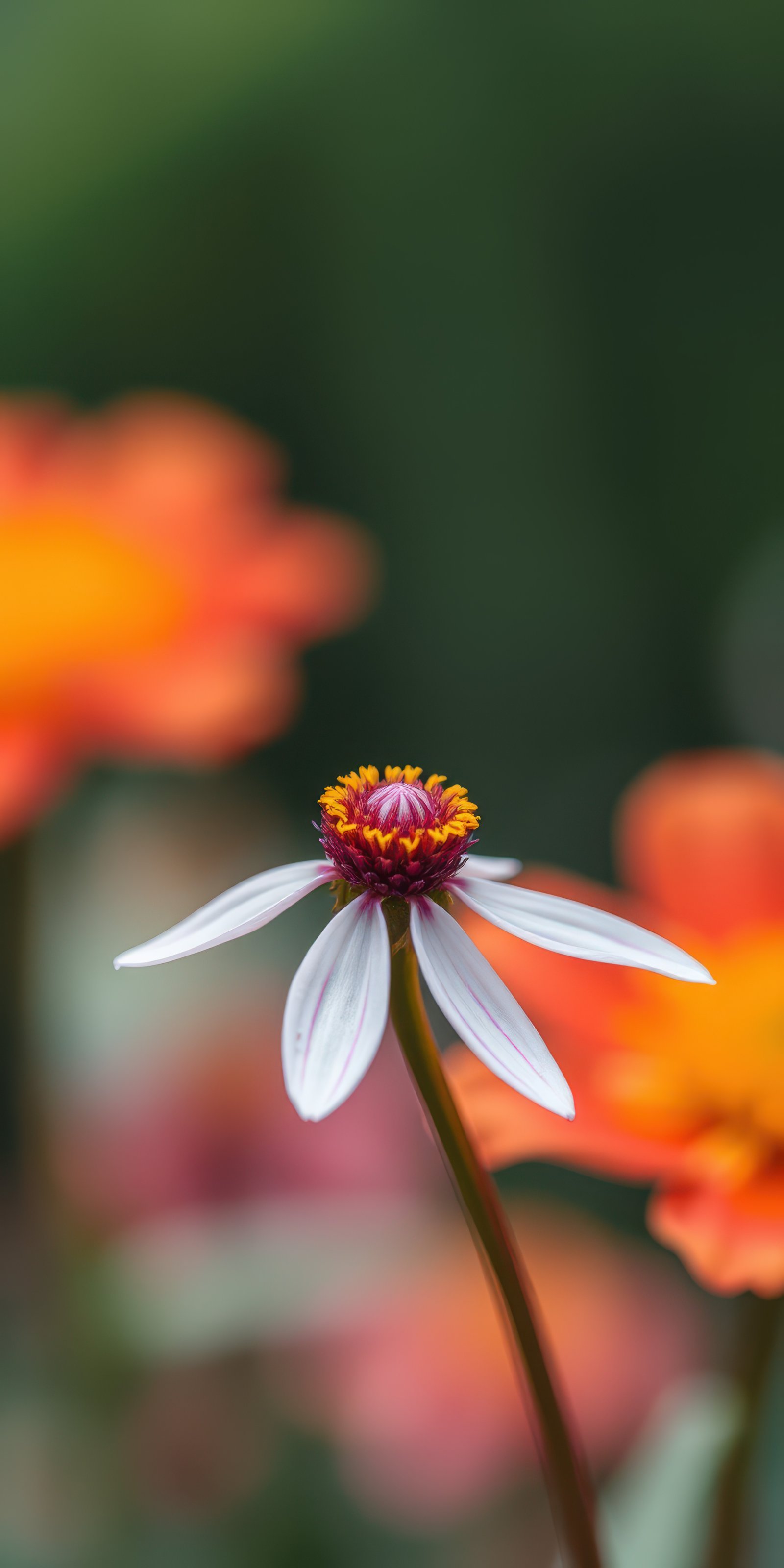 Beautiful close-up of a white flower surrounded by vibrant orange blossoms in a garden setting